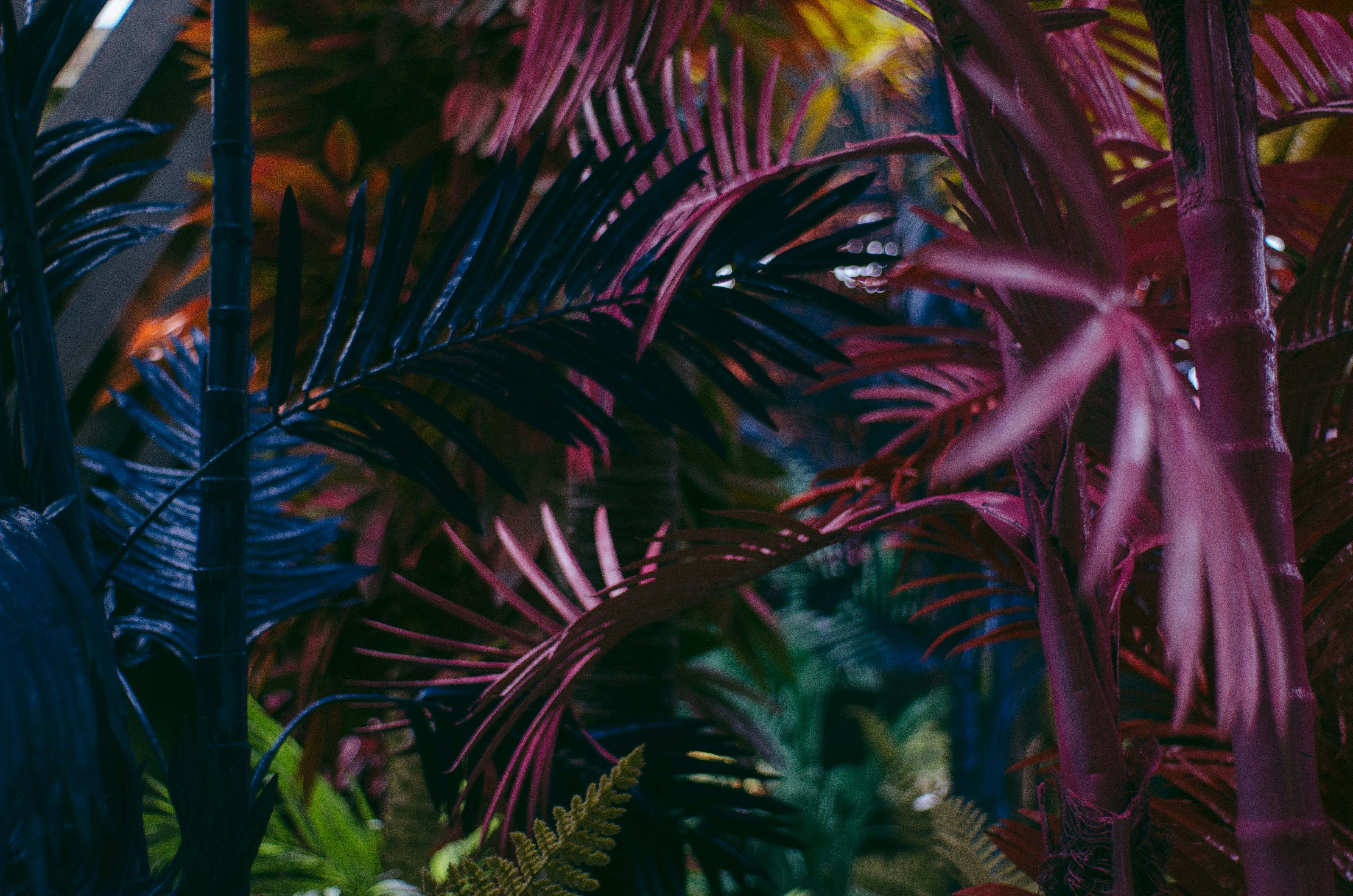Jungle Haus